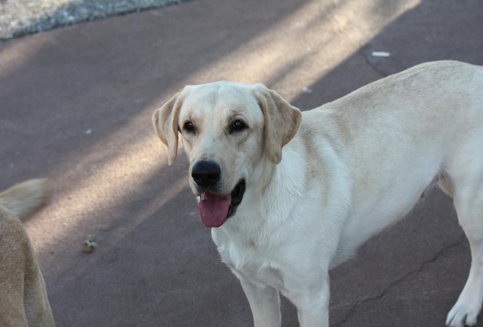 Gioco A Vento Con Cani Labrador E Golden Retriever – Carillon A 3 Tubi Sonori Kögler